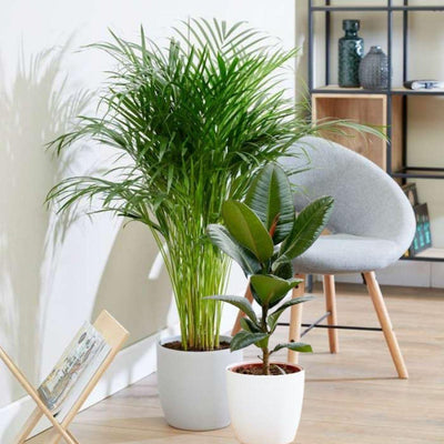 Large Corner Plants Bundle - Inntinn.in