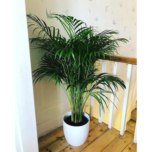 Large Corner Plants Bundle - Inntinn.in