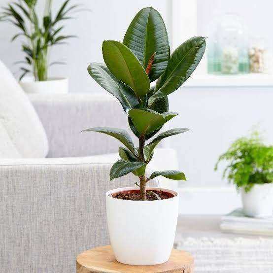 large indoor corner plants Indoor Plants for Corners Bundle