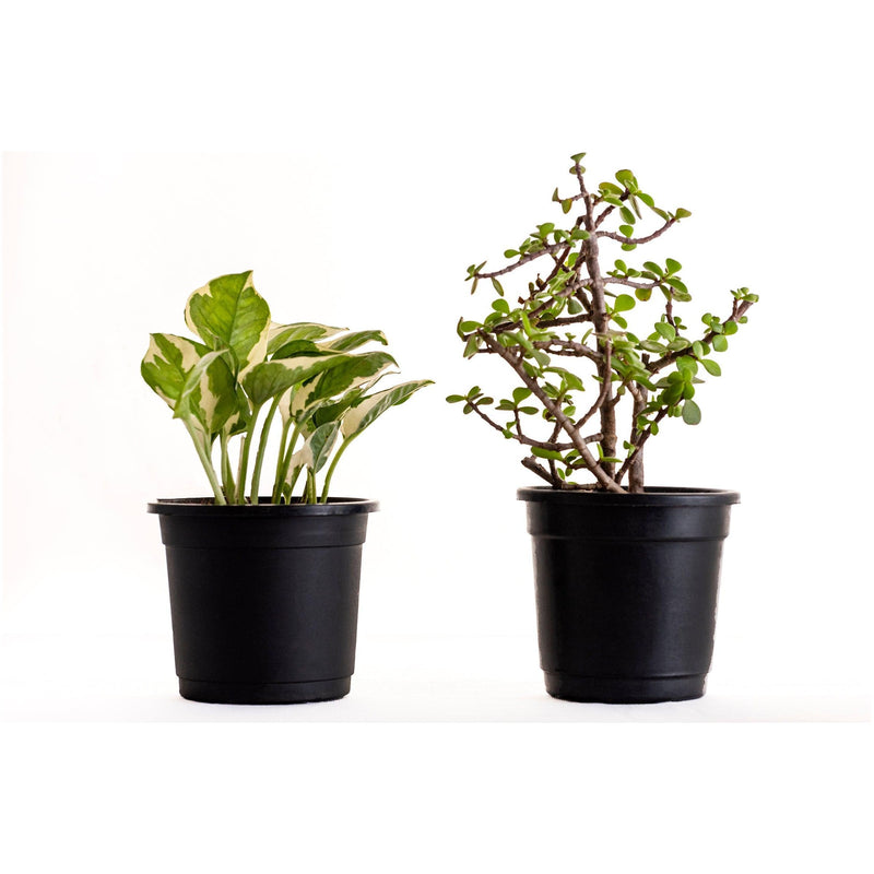 Lucky Plant Combo Jade, Money Plant Variegated - Inntinn.in