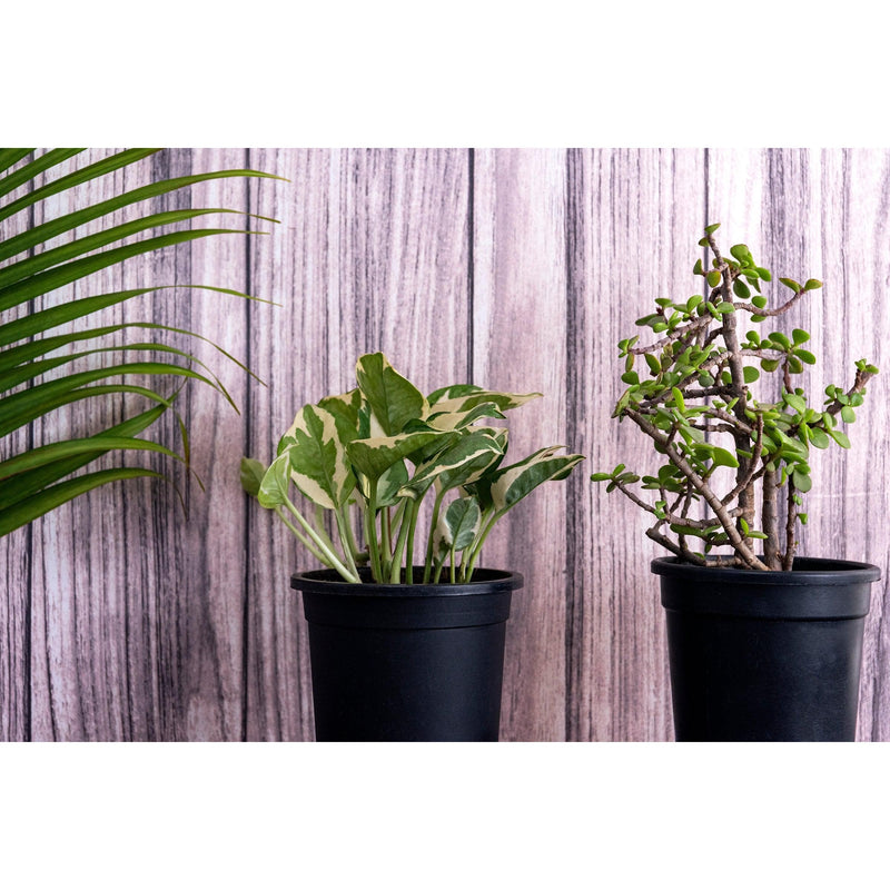 Lucky Plant Combo Jade, Money Plant Variegated - Inntinn.in