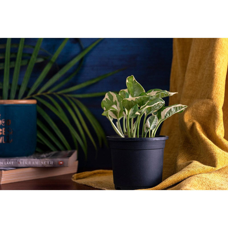 Lucky Plant Combo Jade, Money Plant Variegated - Inntinn.in