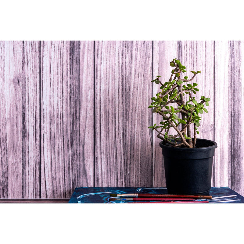 Lucky Plant Combo Jade, Money Plant Variegated - Inntinn.in