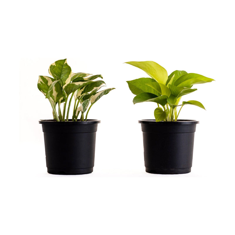 Money Plant Combo - Inntinn.in
