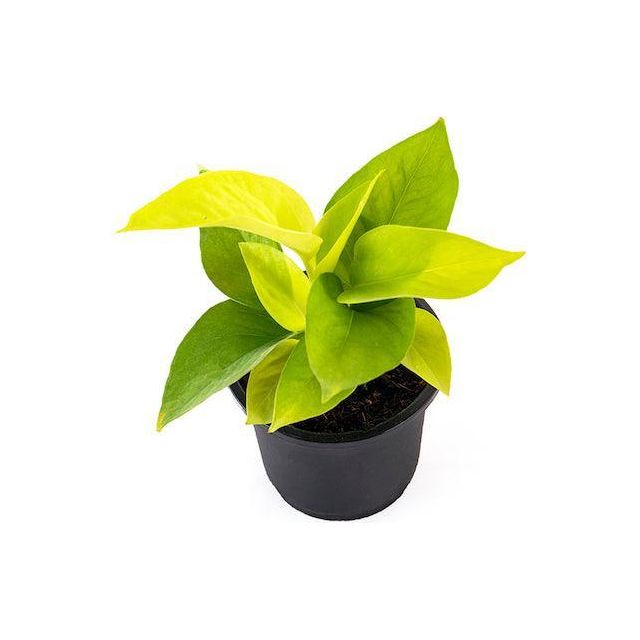Money Plant Golden - Inntinn.in