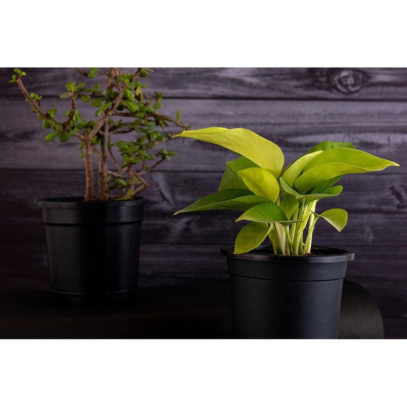 Money Plant Golden - Inntinn.in