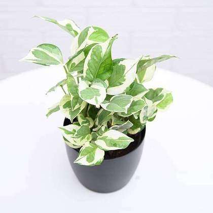 money plant white Variegated Money Tree | Money Plant Variegated