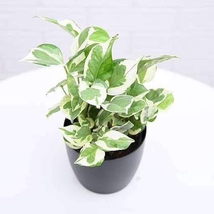 Money Plant Variegated - Inntinn.in