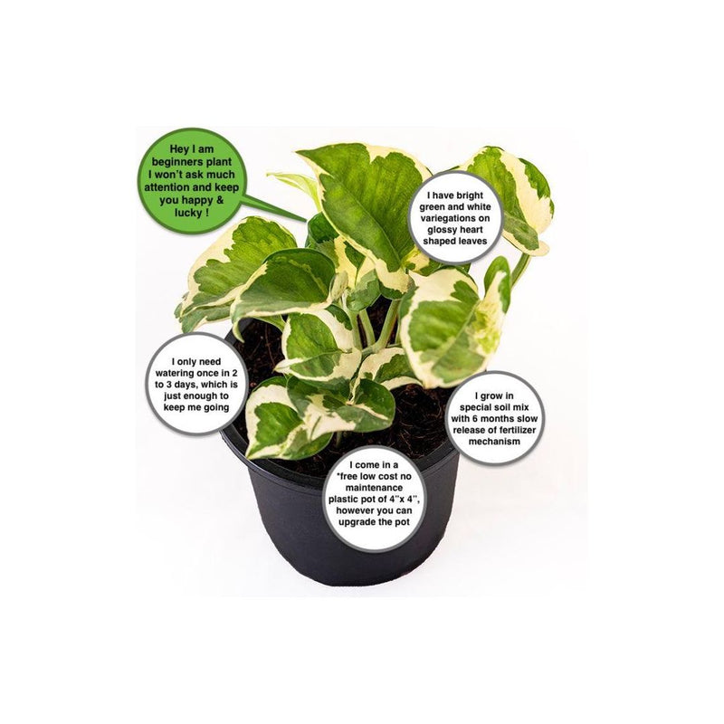 Money Plant Variegated - Inntinn.in