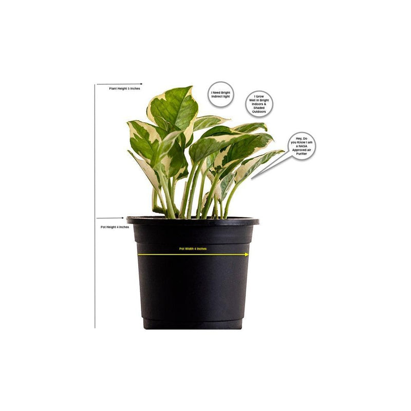 Money Plant Variegated - Inntinn.in