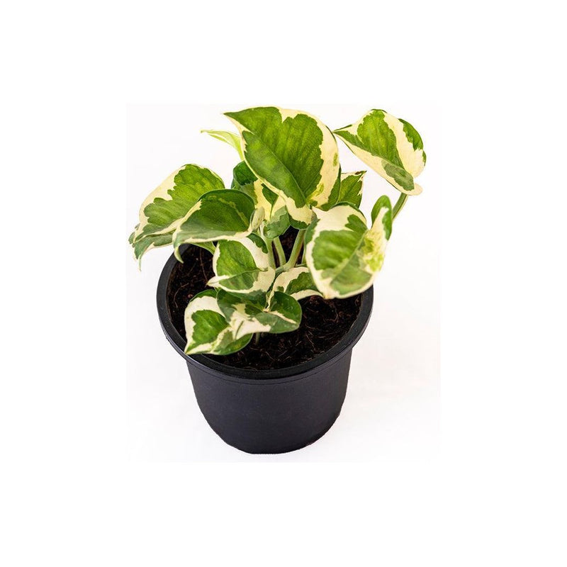 Money Plant Variegated - Inntinn.in