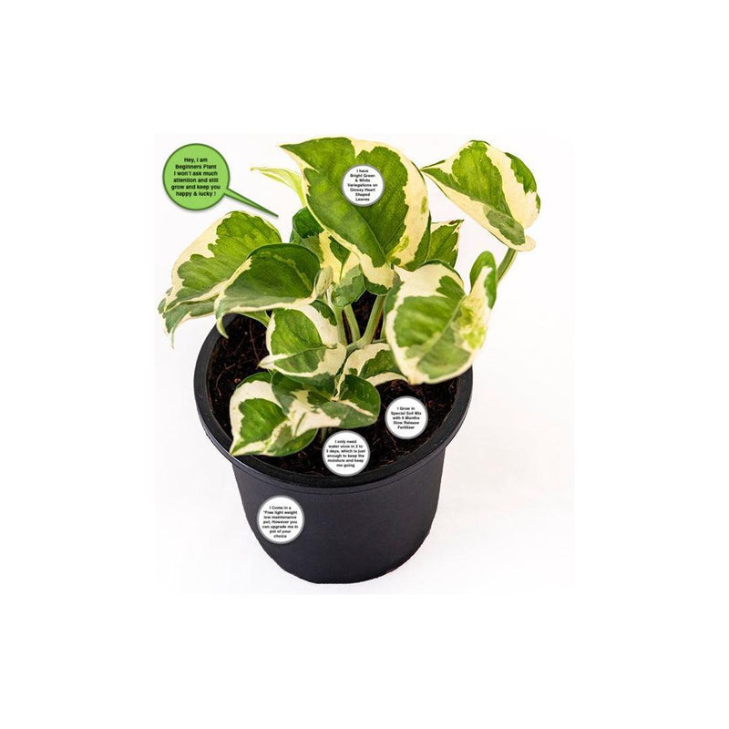 Money Plant Variegated - Inntinn.in