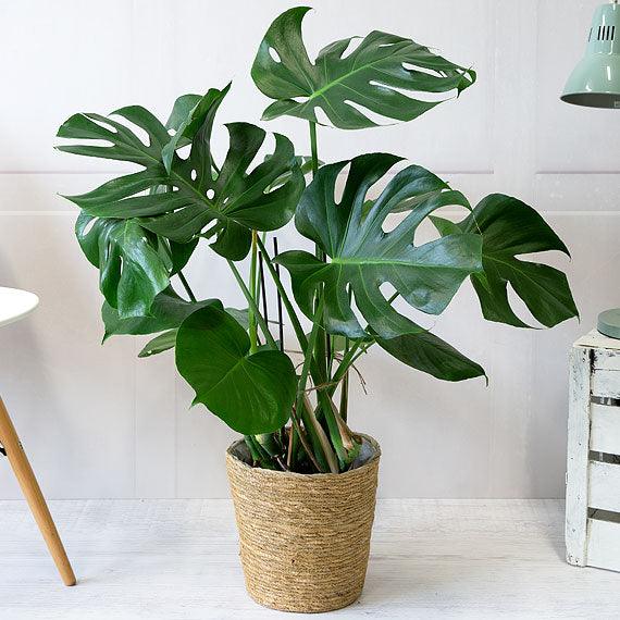 Monstera Deliciosa - XL - Inntinn.in