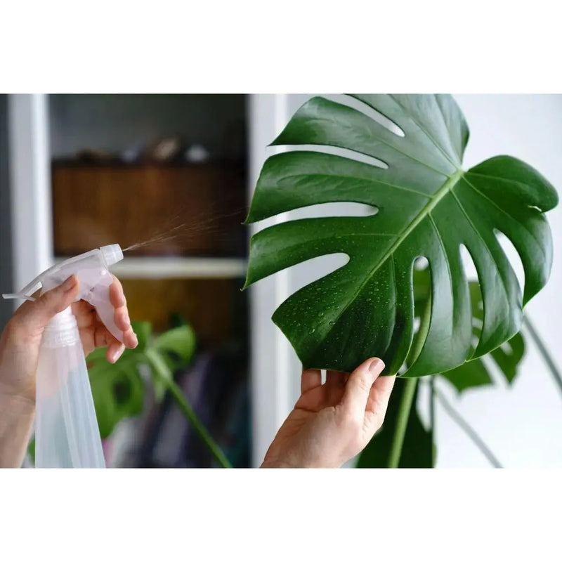 Monstera Deliciosa - XL - Inntinn.in