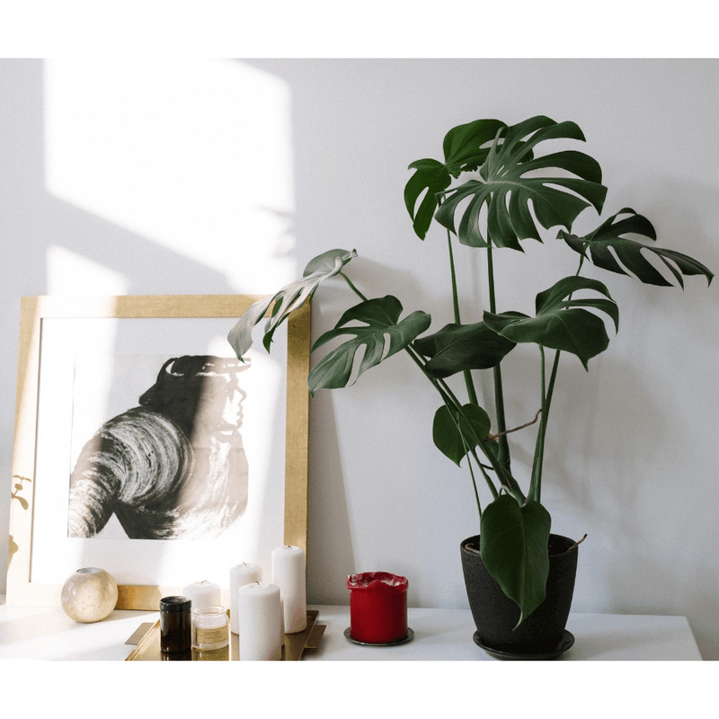 Monstera Deliciosa - XL - Inntinn.in