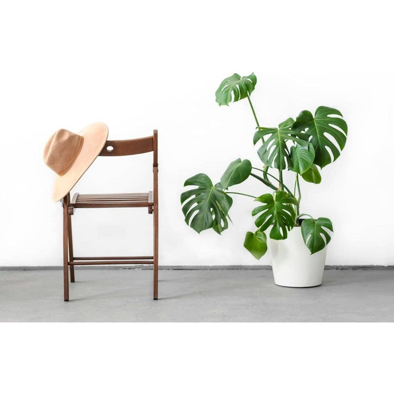 Monstera Deliciosa - XL - Inntinn.in