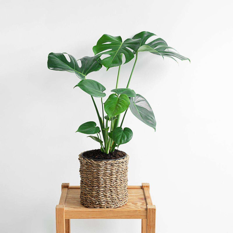 swiss cheese plant india Cheese Plant