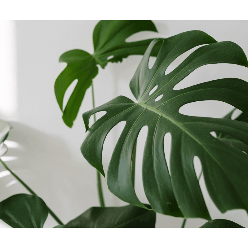 Monstera, Swiss Cheese Plant - Inntinn.in