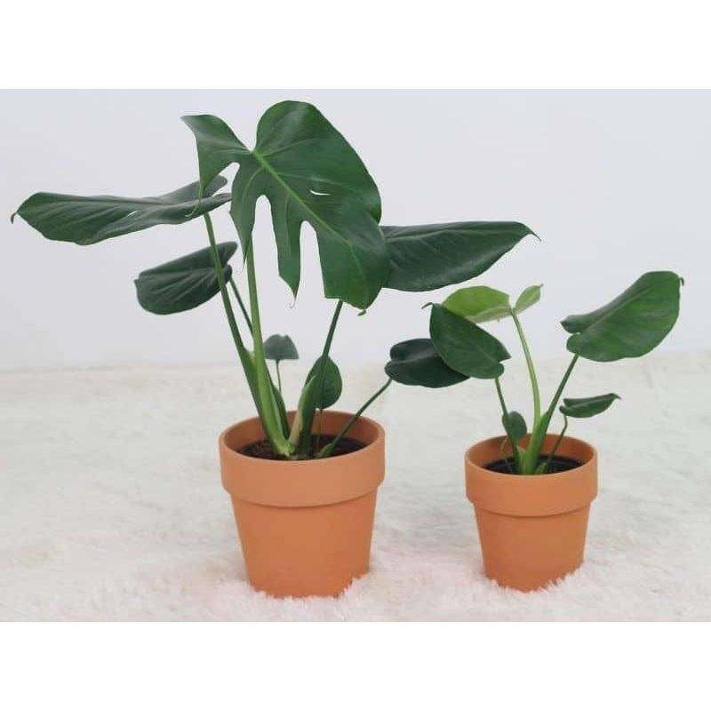 swiss cheese plant india Monstera, Swiss Cheese Plant