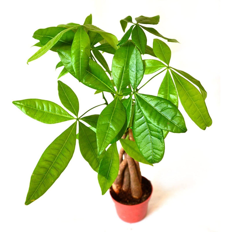 Pachira Braided - The Money Tree - Inntinn.in