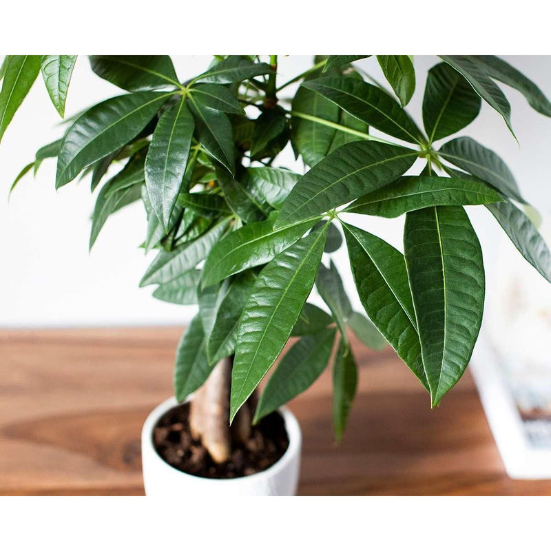 Pachira Braided - The Money Tree - Inntinn.in