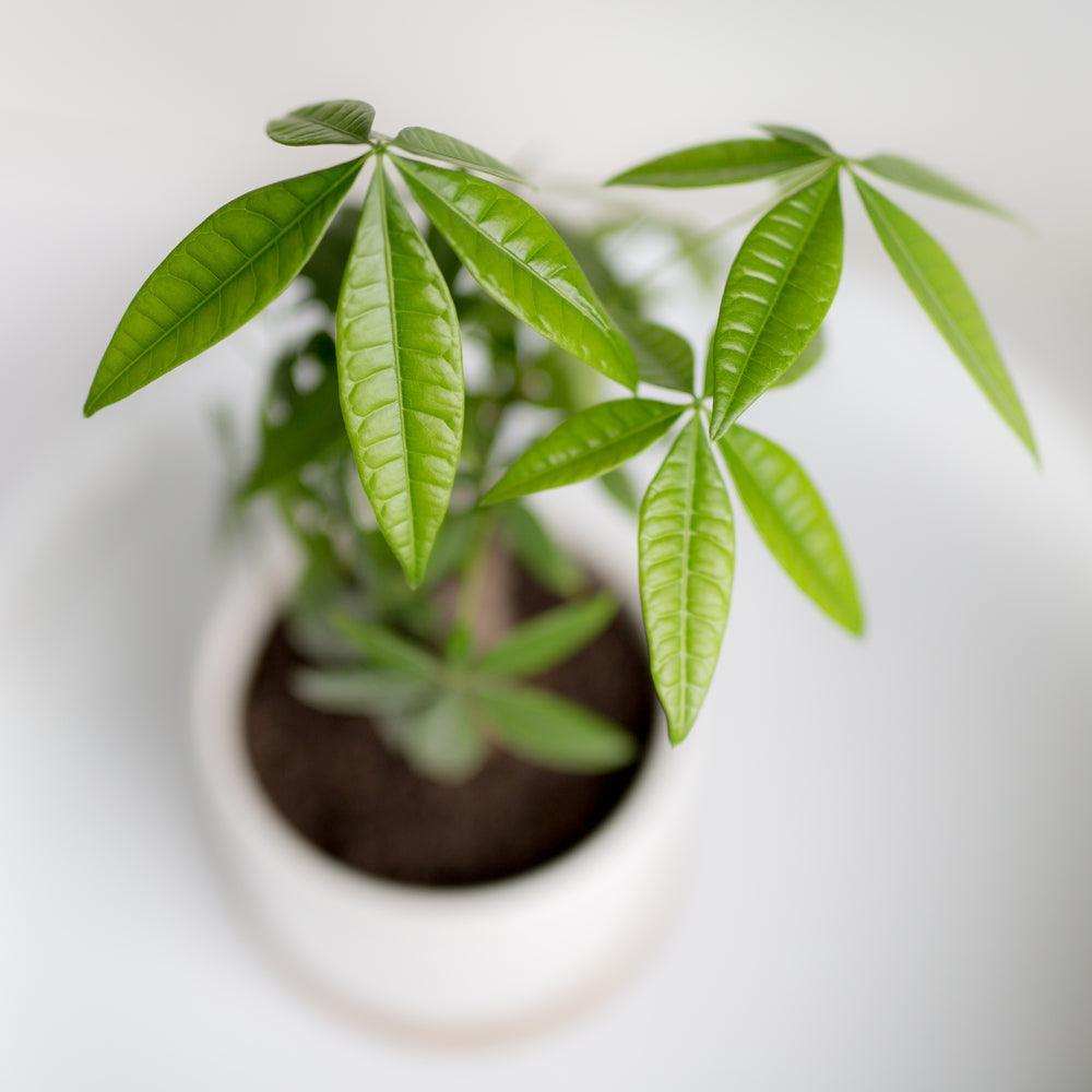 money tree in india Pachira Money Tree -Easy Care Indoor Plant for Luck, Abundance, beauty –  Inntinn.in