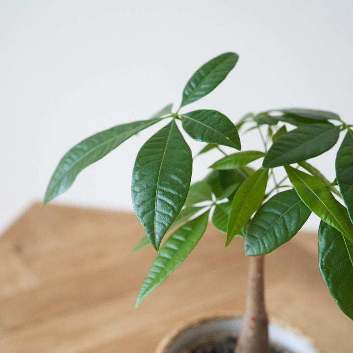 money tree in india Pachira Money Tree -Easy Care Indoor Plant for Luck, Abundance, beauty –  Inntinn.in