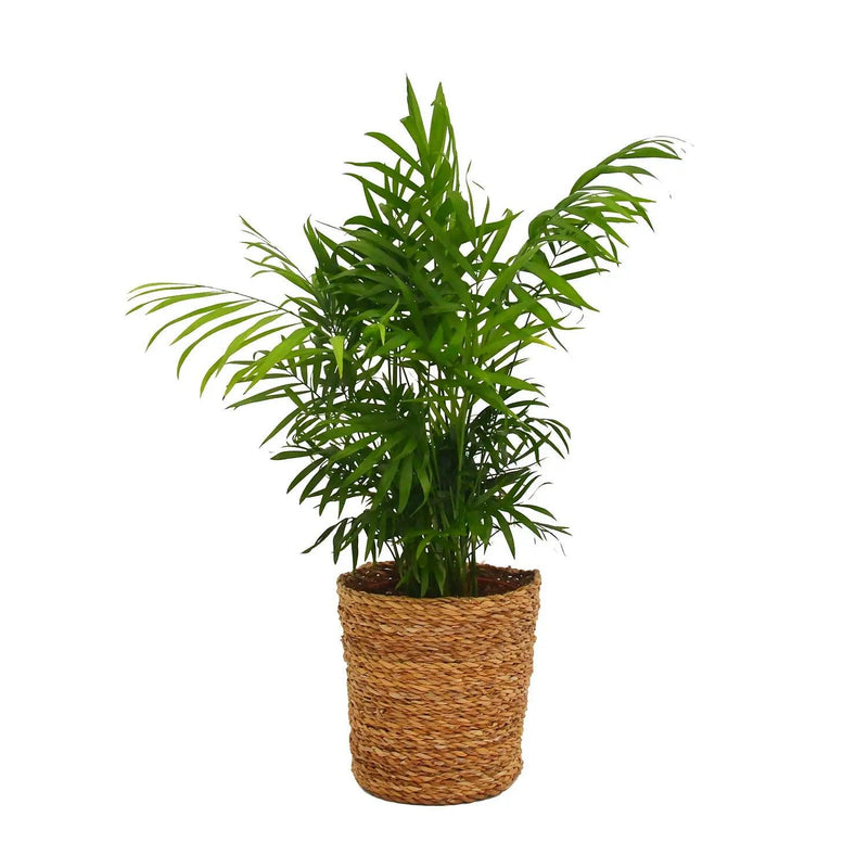 Parlour Palm, Chamaedorea - Inntinn.in