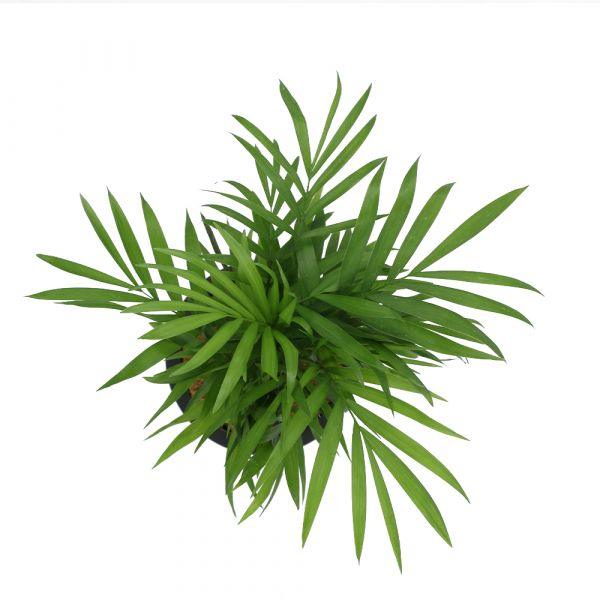 Parlour Palm, Chamaedorea - Inntinn.in