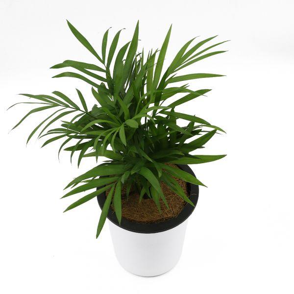 Parlour Palm, Chamaedorea - Inntinn.in
