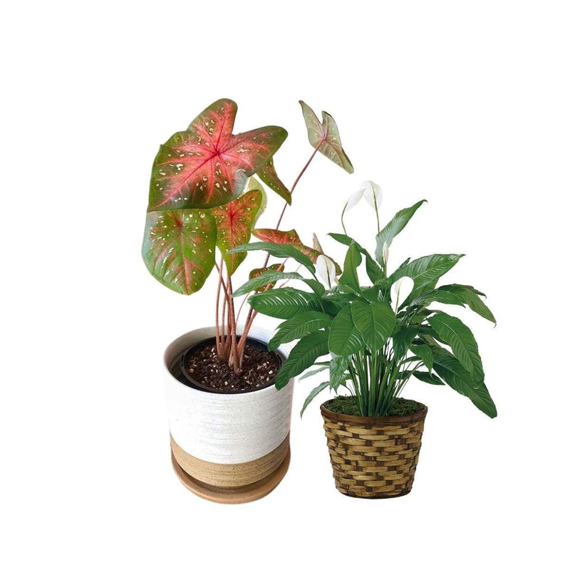 Peace Lily & Caladium Bundle - Inntinn.in