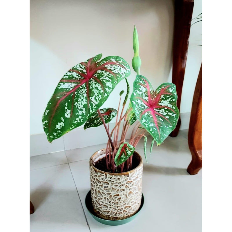 Peace Lily & Caladium Bundle - Inntinn.in