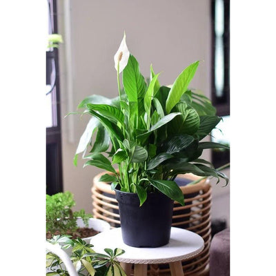 Peace Lily Large - Inntinn.in