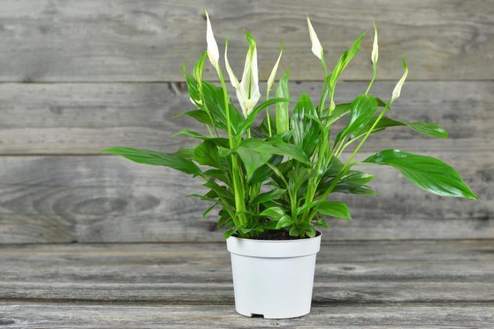 Peace Lily Large - Inntinn.in