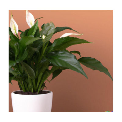 Peace Lily Large With Flowers - Inntinn.in