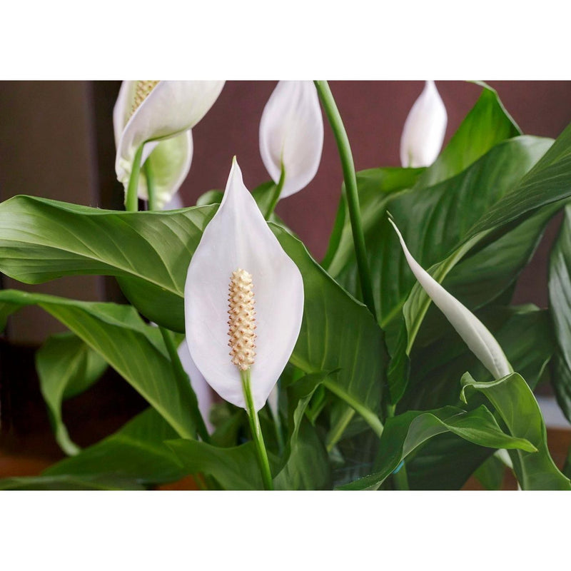 Peace Lily Large With Flowers - Inntinn.in