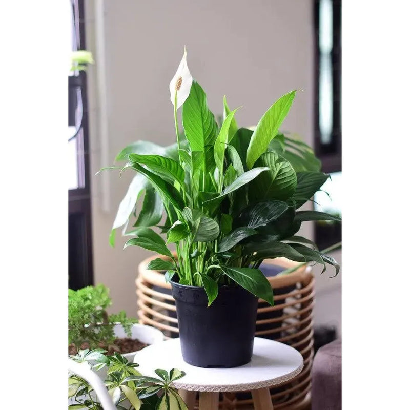 Peace Lily Large With Flowers - Inntinn.in