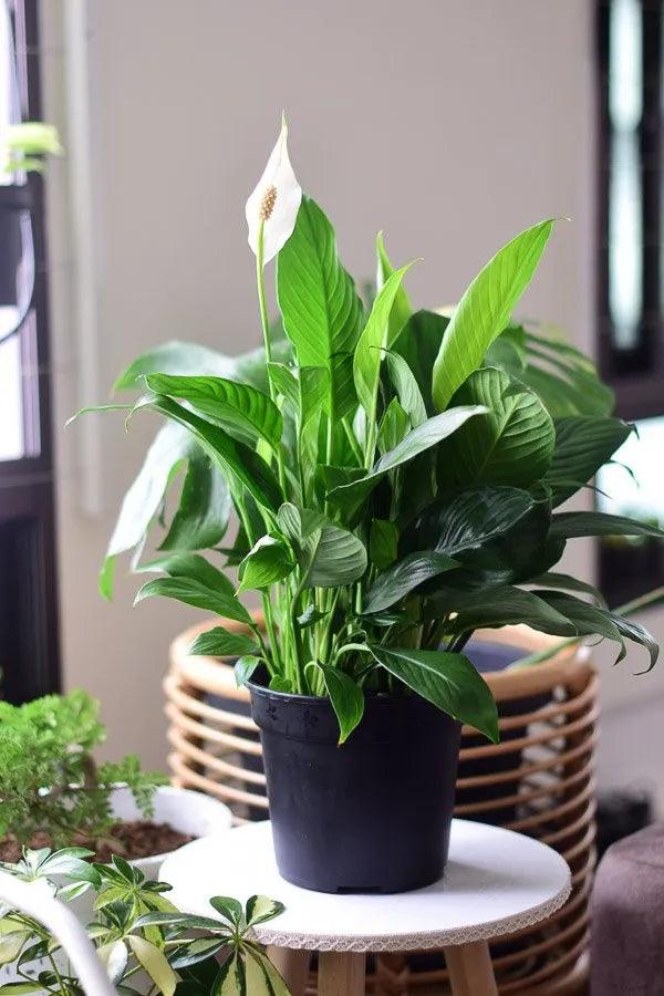 Peace Lily Large With Flowers - Inntinn.in