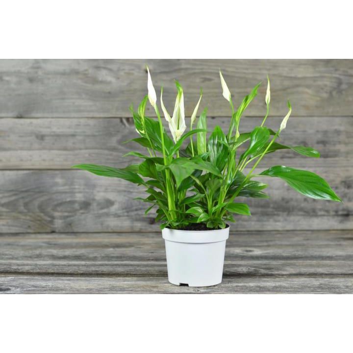 Peace Lily Large With Flowers - Inntinn.in