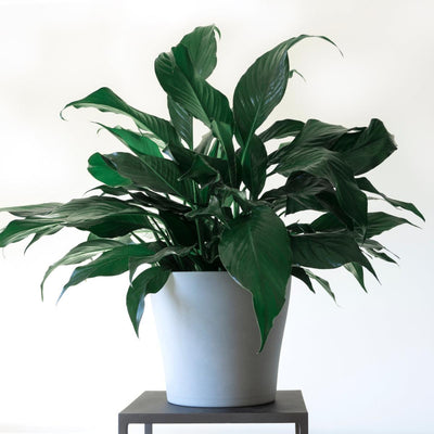 Peace Lily Medium - Inntinn.in