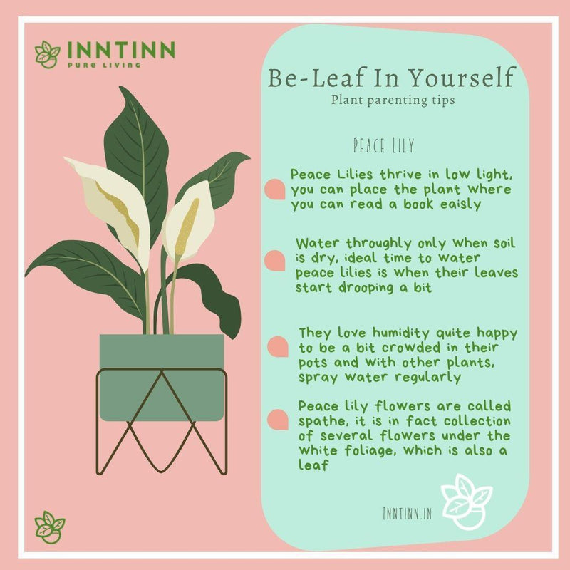 Peace Lily Medium - Inntinn.in