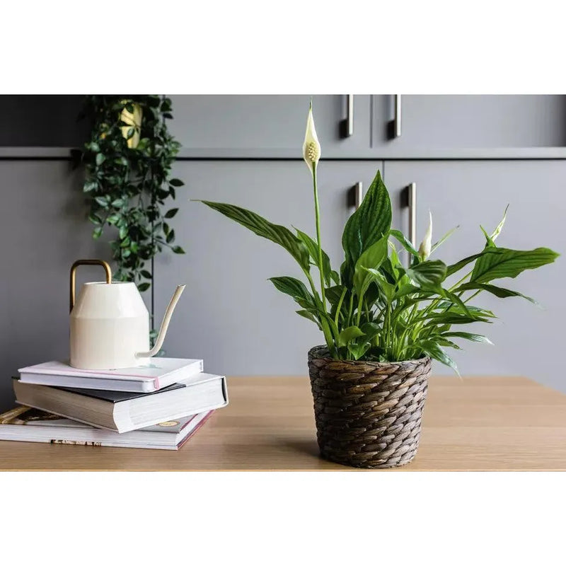 Peace Lily Medium - Inntinn.in