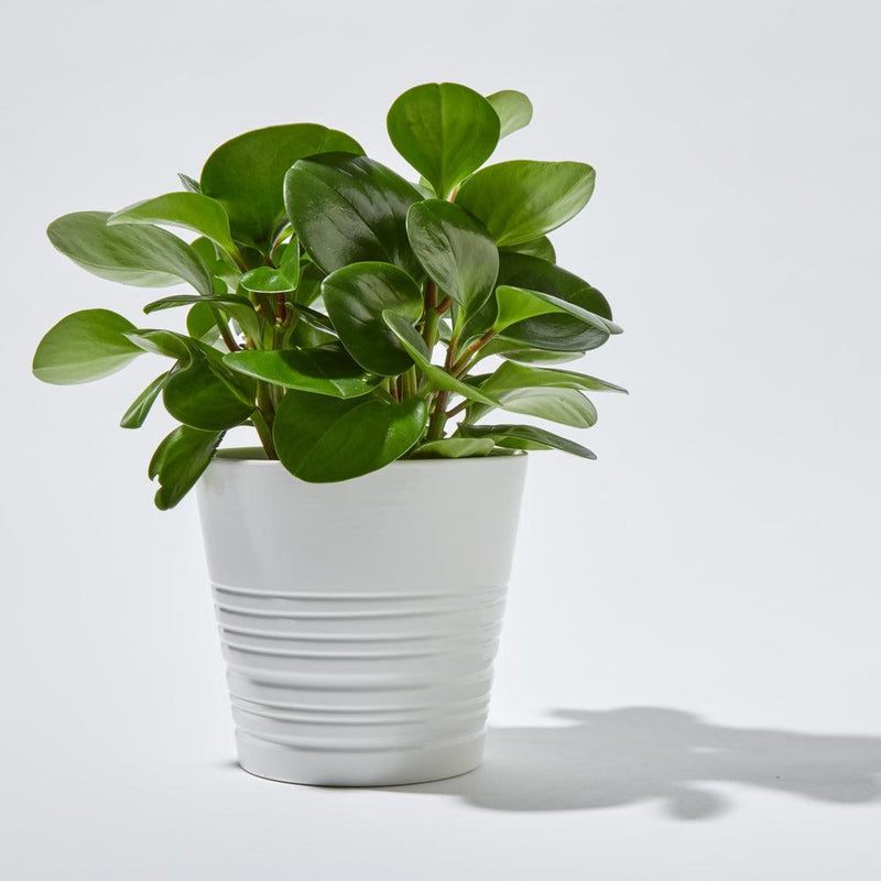 Peperomia Green - Inntinn.in