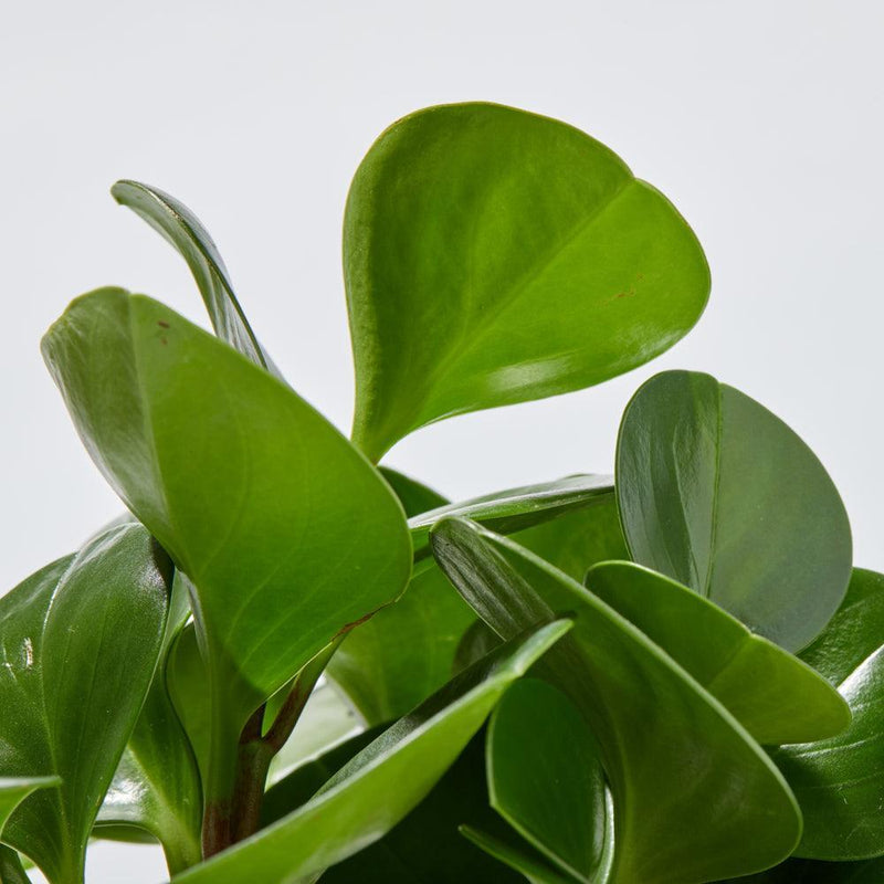 Peperomia Green - Inntinn.in