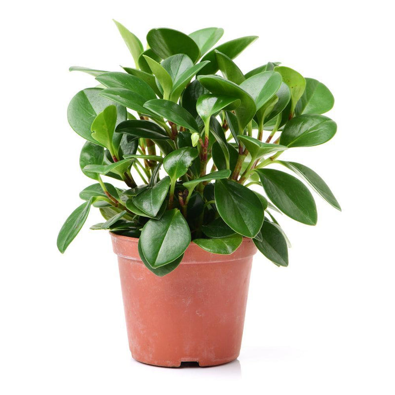 Peperomia Green - Inntinn.in