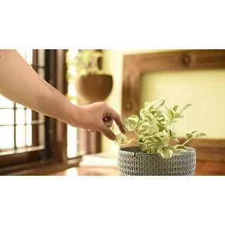 Plant Care for Money Plant N&