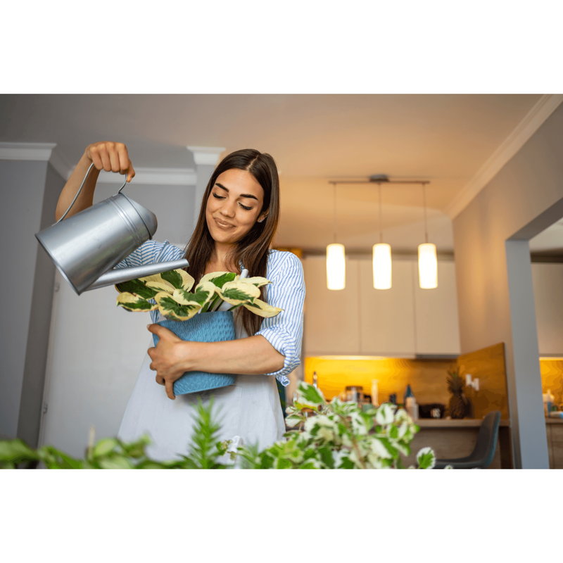 Plant Care for Money Plant N&