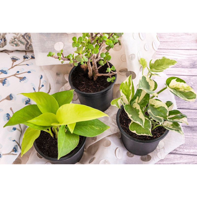 Plant Combo for Luck - Inntinn.in