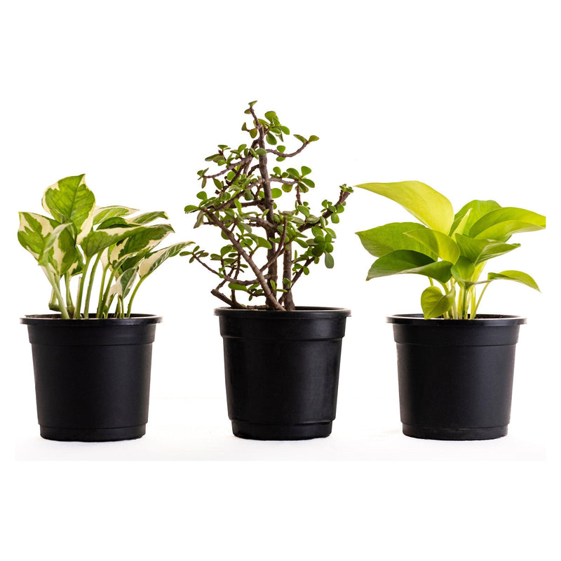 Plant Combo for Luck - Inntinn.in