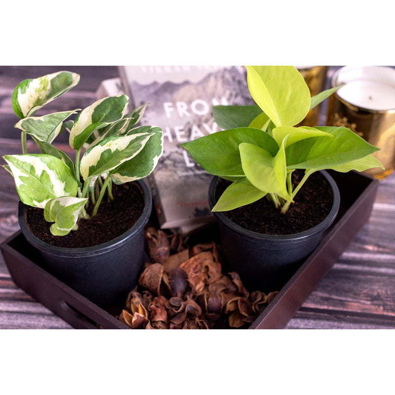 Plant Combo for Luck - Inntinn.in